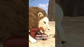 How To Survive A Lion Attack? 