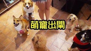 柯基犬肥油 X 萌寵出閘