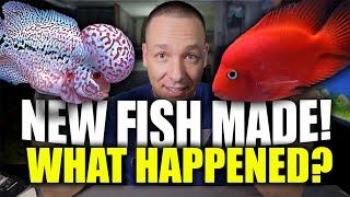 UPDATE: What happened when I CROSSED my FLOWERHORN with my KING KONG PARROT FISH!! The king of DIY