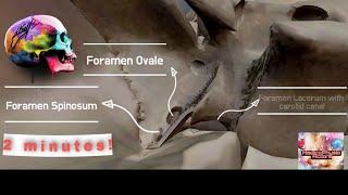 Skull Anatomy , Landmarks , Foramen | FORAMINA OF SKULL