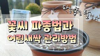 꽃씨 파종방법과 새싹 물주기/웃자람 관리방법/ 기초 가드닝