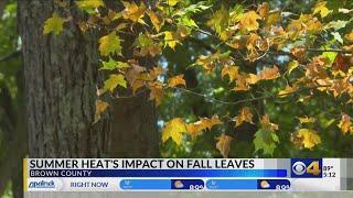 Summer heat, burn bans impact Hoosier leaves