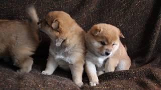 Cutest shiba inu pups - teddy bears at 4 weeks old :)