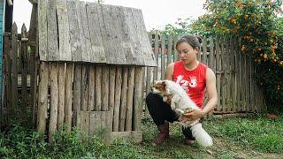 Take Care Injured Puppy, Harvest Pineapple to Sell at the Market | Garden Life