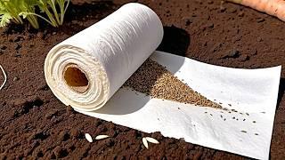 Don't plant carrots until you see this toilet paper trick! Your garden will flourish!