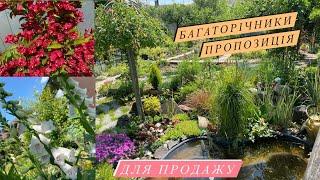 Мій розплідник Пропозиції рослин на продаж | Багаторічники в моєму саду.