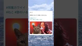 歌番組になると真顔で邪魔しにくる猫wwwww#面白い #おもしろ #twitter #tiktok #2ch #5ch #猫