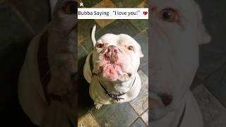 Dogs can express their love for their owners ️#funnyvideo #funnymoment #dog #love #fyp #haha