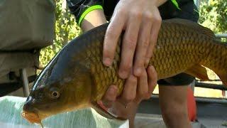 Removing Carp from the Ovens River