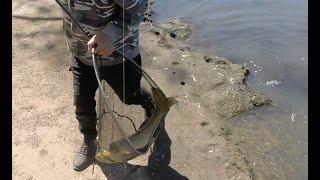 Oops.....I did it again - Fishing at Wynn Vale Dam #wynnvaledam #carpfishing #carp #catfish