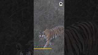 Tiger Attack 10ft from our Gypsy | Pench Tiger Reserve Forest