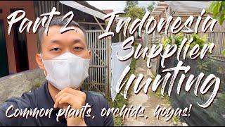 Onlyplants Store - Wholesale Plant Hunting in Ciapus, Bogor Indonesia - Part 2