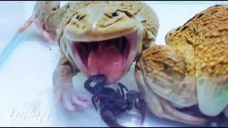 Giant Asian Bullfrog Eats Many Scorpion! Asian Bullfrog Live Feeding