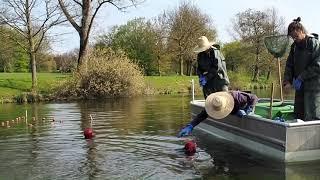 Hegebefischung auf dem Aasee in Münster (April 2021)