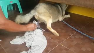 First Time Siberian Husky Giving Birth part 1