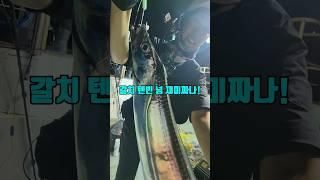 준내만권 갈치낚시 드디어 시작됩니다! #낚낚 #낚시 #fishing #텐빈채비#오모리그채비#진해골드스타2호