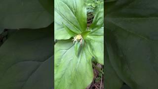 Trillium ovatum seed pod - Western Trillium, Pacific Trillium #trilliumovatum