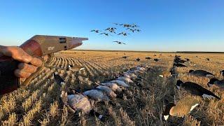 My Most INSANE Solo Goose Hunt Ever! (LIMITED OUT)