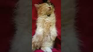 little girl is sleeping peacefully️#sleep #cat #funny #vadivelu #comedy #shorts #trending #kitten