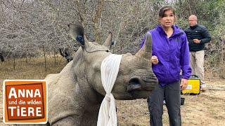 Operation Nashorn | Reportage für Kinder | Anna und die wilden Tiere