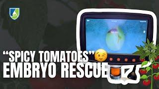 STOP Losing Rare Seeds! Top Embryo Rescue Techniques Revealed!