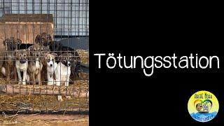  |Die Tötungsstation| 