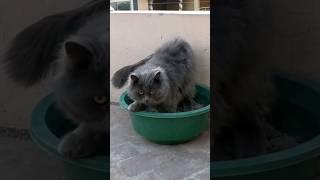 How to Train a Cat to use litter box | 2023 | Cat Toilet Training Chubby Meows #chubbymeows #shorts