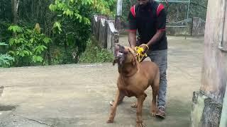 MY BIG DOG FILA BRASILEIRO 