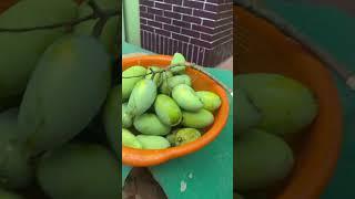 Mangoo||Apsona||Priya