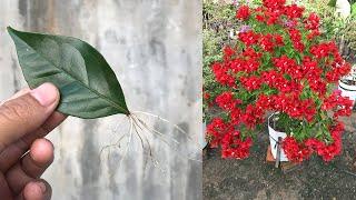 Try propagating bougainvillea with leaves