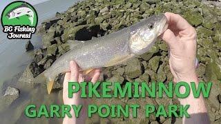 Pikeminnow Fishing - Garry Point Park