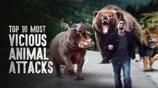 Top 10 Most Vicious Animal Attacks and How to Survive Them