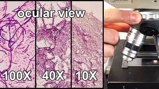 How to Focus a Microscope & How the Field of View Changes