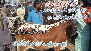 Memon Goth Bakra mandi Cow  Mandi in Karachi