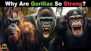 Why Aren’t The Other Apes As Strong as the Gorilla?