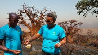 The Majestic Baobab | Mubuyu | Adansonia digitata