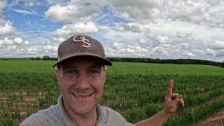 Cover Crop No Till v. Tillage Results