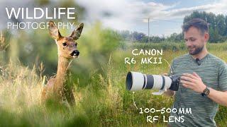 Canon R6 Mark II Wildlife Photography With The 100-500mm RF Lens - Roe Deer, Brown Hares & More!