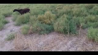 Livestock breeding in lower fall cattle fields of Uzbekistan