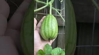  Growing Big Backyard Watermelons 