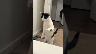 Cute Cat Dancing #techno #music #funny #humor #redoalfo #cat