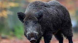 Hunting Giant Wild Boar,wildschweinjagd,Chasse Sanglier 2020