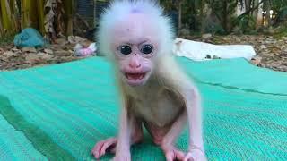 Cute little baby monkey | Monkey Life