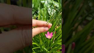 Collecting pink rain lily seeds |Rain lily 🪴#youtubeshort #plants #propagationtips #gardeningtips