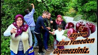 O Köyden Kiraz Yemeden Geçemezsiniz #yereldoğa67 #KirazAğacı #KirazMeyvesi #Belevrek #geziler #doğa