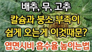 배추, 무, 고추 칼슘 붕소 부족이 이것때문에 쉽게 온다고? 엽면시비 흡수율 높이는법