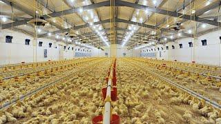 Millions Of Chicks Hatchery Farm & Broiler Raising Technology - Poultry Slaughter & Processing Plant