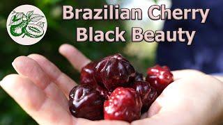 Brazilian Cherry - Black Beauty, the perfect Edible Hedge