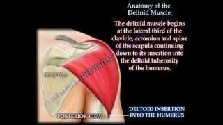 Anatomy Of The Deltoid Muscle - Everything You Need To Know - Dr. Nabil Ebraheim