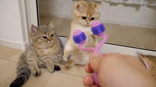 When I showed the cats the face massager!